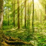 Renewable Energy Directive II